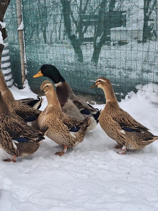 Vand oua incubat ratuste  Rouene