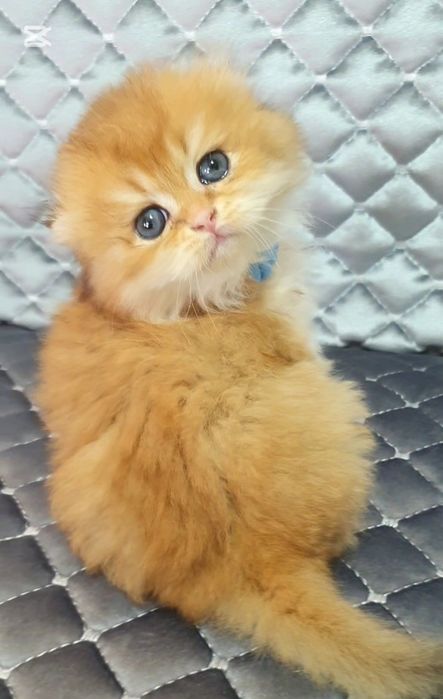 Zalatistiy shinshila heyland fold sotiladi