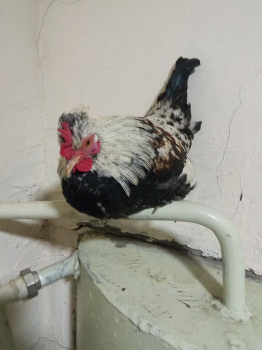 Yapon xoʻrozla sotiladi