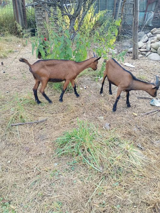 Vând ied și iadă alpin francez