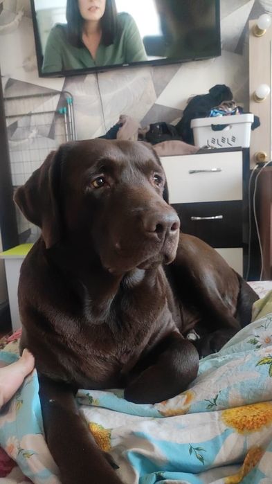 Кобель лобрадора ретривера.вязка