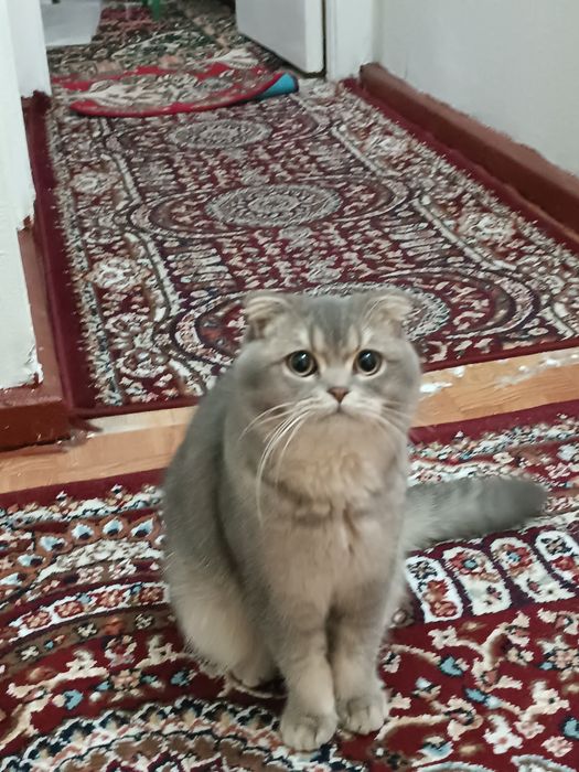 Zotli Mushuk sotiladi