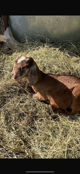 Козлик англо нубийский теке