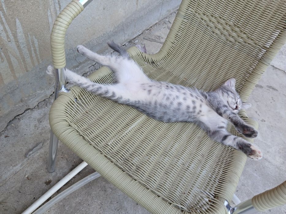 Срочно отдам в дар котенка