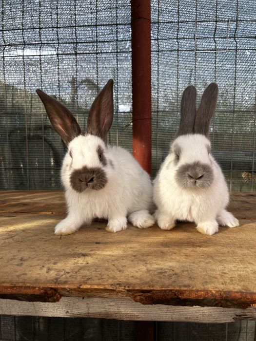 Disponibili pui de fluture german