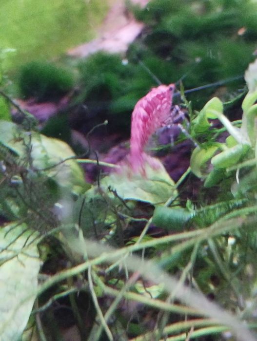 Vând pești acvariu, ancistrusi, creveți