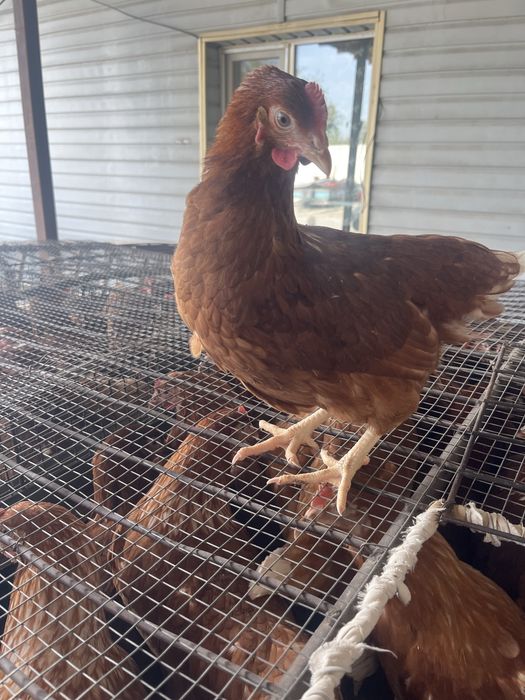 Куры Ломан Браун