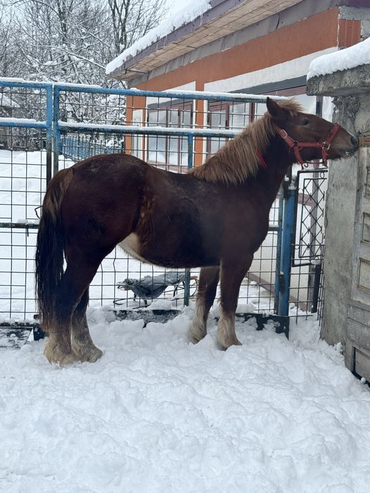 Vand manza de un an jumate