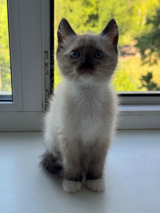 Котята в добрые руки!