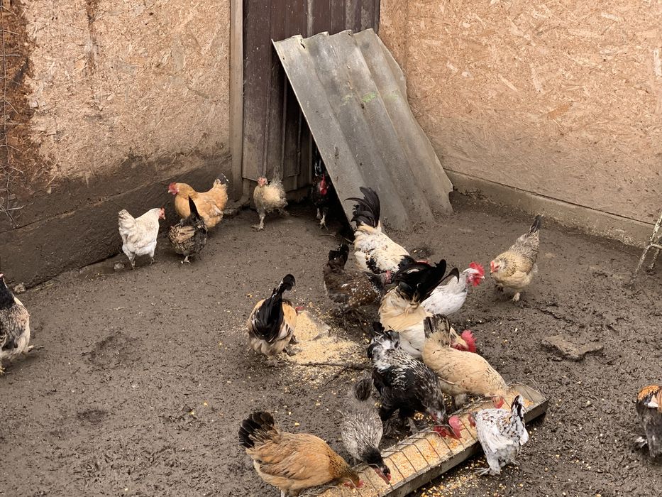 Fazani si Gaini Pitice