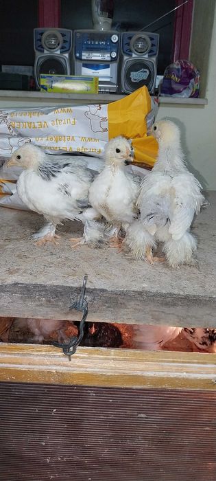 Vând pui Brahma Herminat Deschis