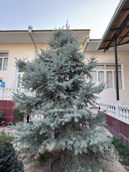 Голубая ель 3,5-4 метра
