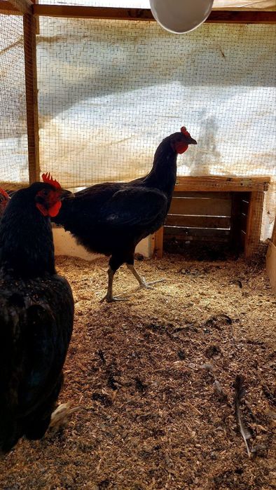 Qorashaxzoda tovug'i tuxumlari sotuvda