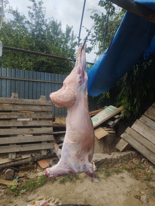 Кой  Баран  Алматы   Есть достовка