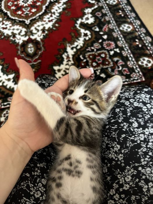 Отдам котенка в добрые руки