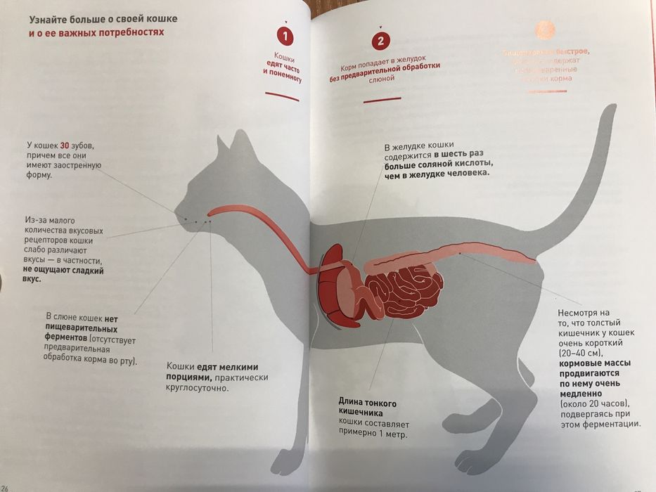 Брошюра «Котёнок в доме» 77 стр.