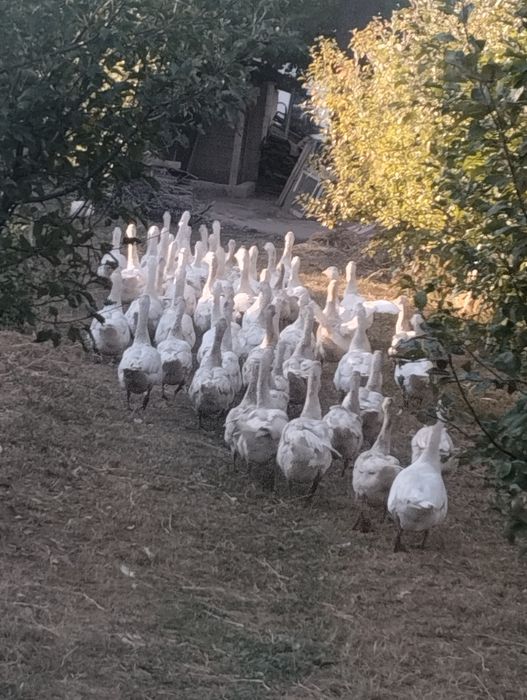 Продам гусей весенние оптом