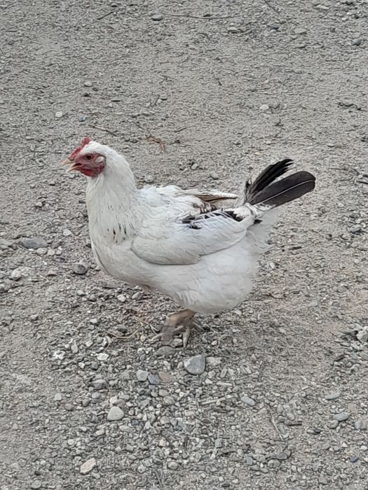 Продаются куры домашние.