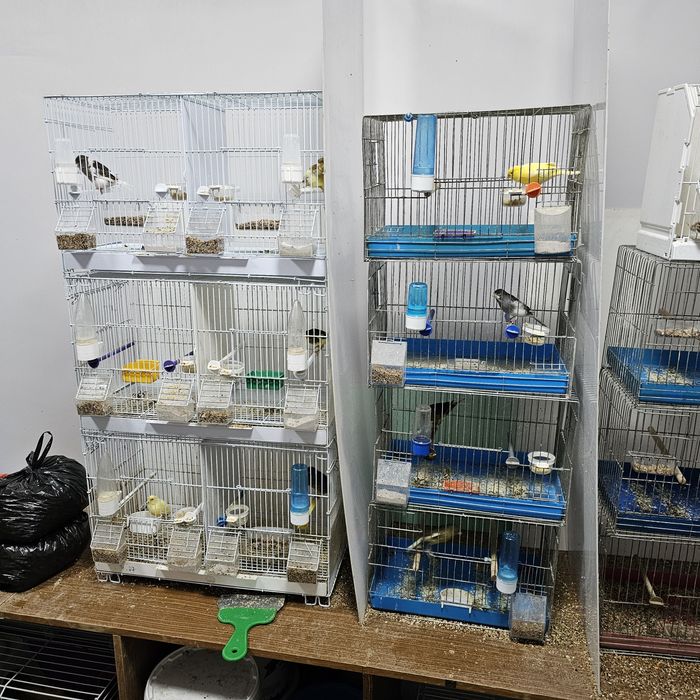 Kaнарчета  Орфей 24г , 25г. мъжки женски