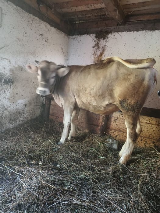 Vand vitica de 11 luni bine dezvoltată