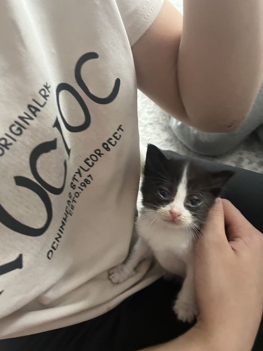 Котята Рэгдолл!