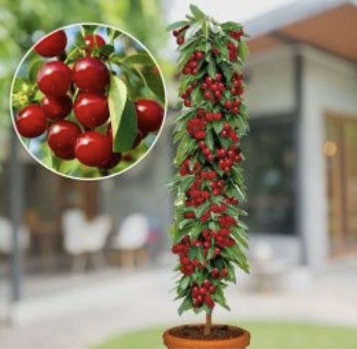 Pomi fructiferi columnari pe rod