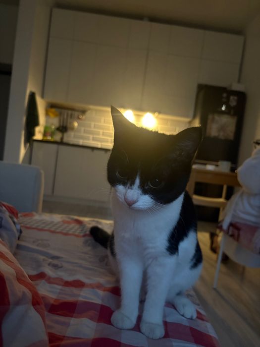 Котенок , годик , ласковая