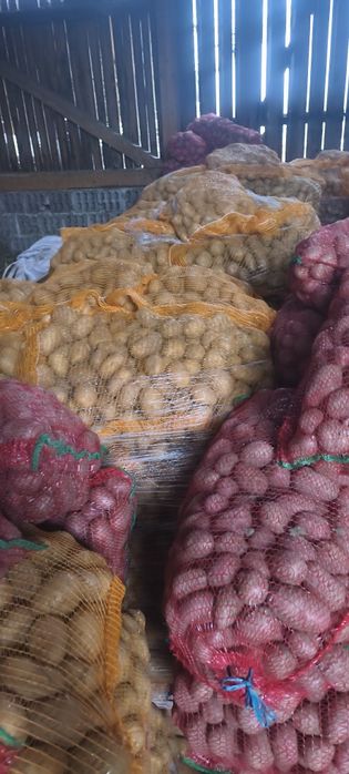 Cartof consum alb si rosu