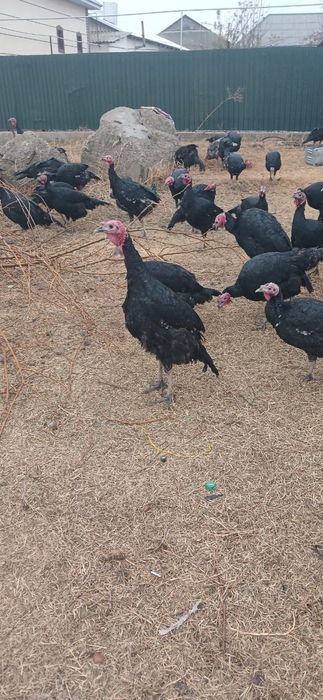 Индейки и Индюки