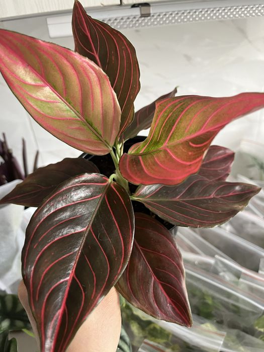 Комнатные растения