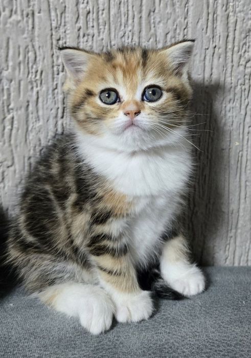Продаётся котёнок породы Скоттиш страйт,