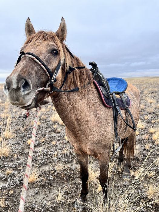 Айғыр сатылады. 2022 жылғы.
