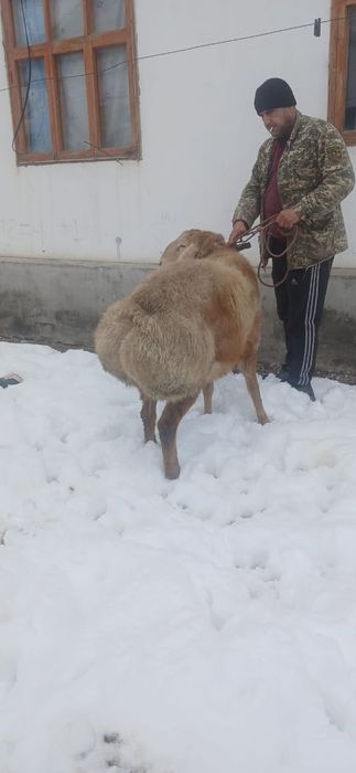 Продам кочкара..