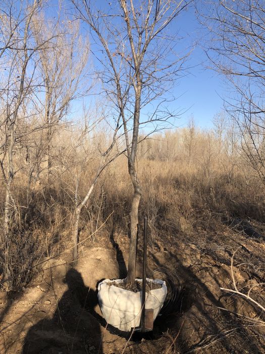 Озеленение територии