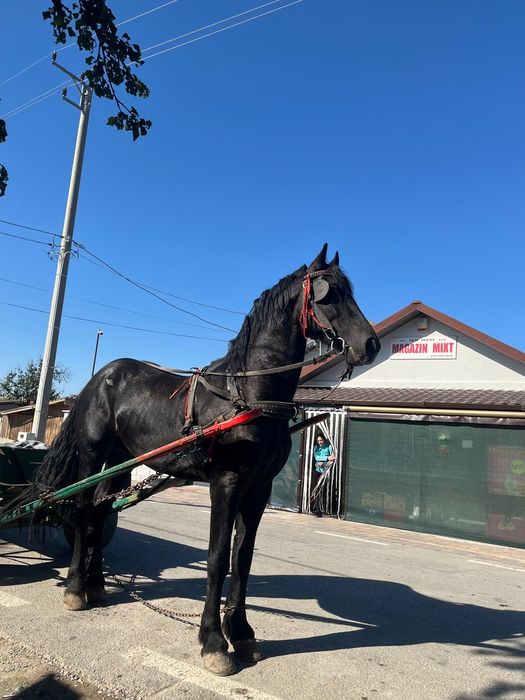 Vând sau schimb pe oii