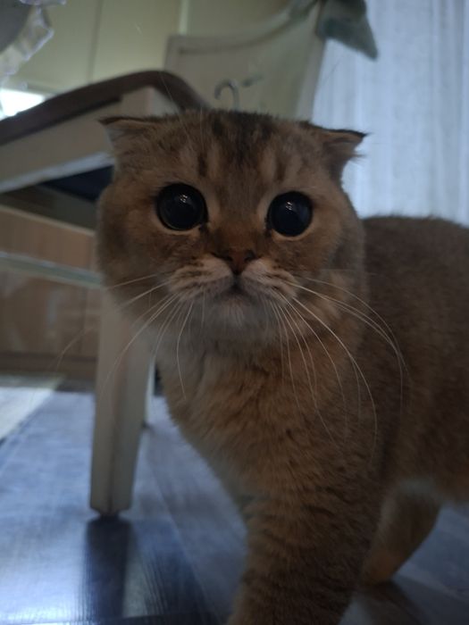 скотиш фолд прадаётся