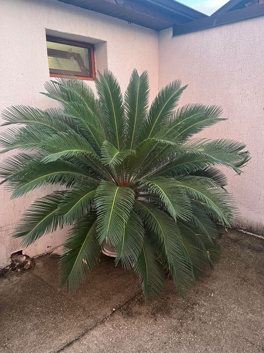 Страхотна Палма  cycad cycas revoluta