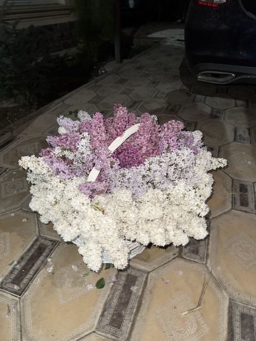 Сирены в корзинках