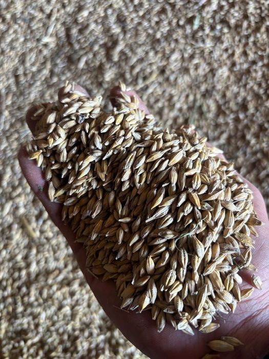 Ячмень в мешках с бесплатной доставкой (от 4 тонн) — 115 тг.