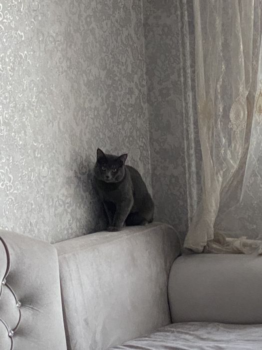 отдам кота в добрые руки