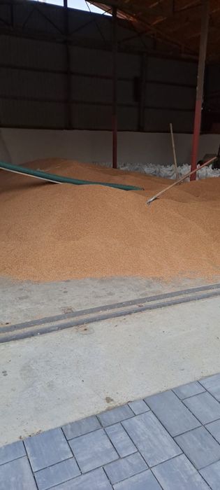 Vand grau si porumb!