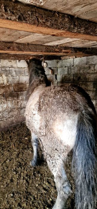 Vâd cal de un 1 an și 9 luni la dostat