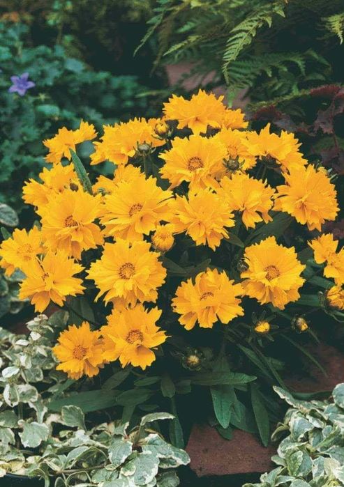 Цветя , луковици и разсад- многогодишни и  студоустойчиви