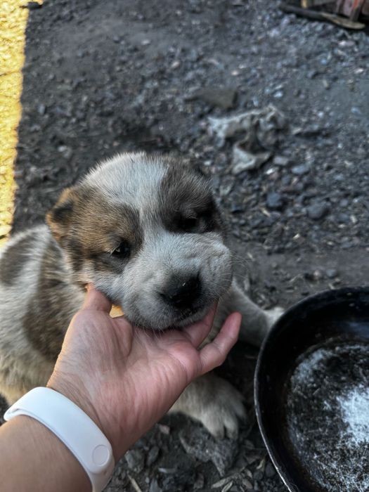 Продаются щенки алабаев
