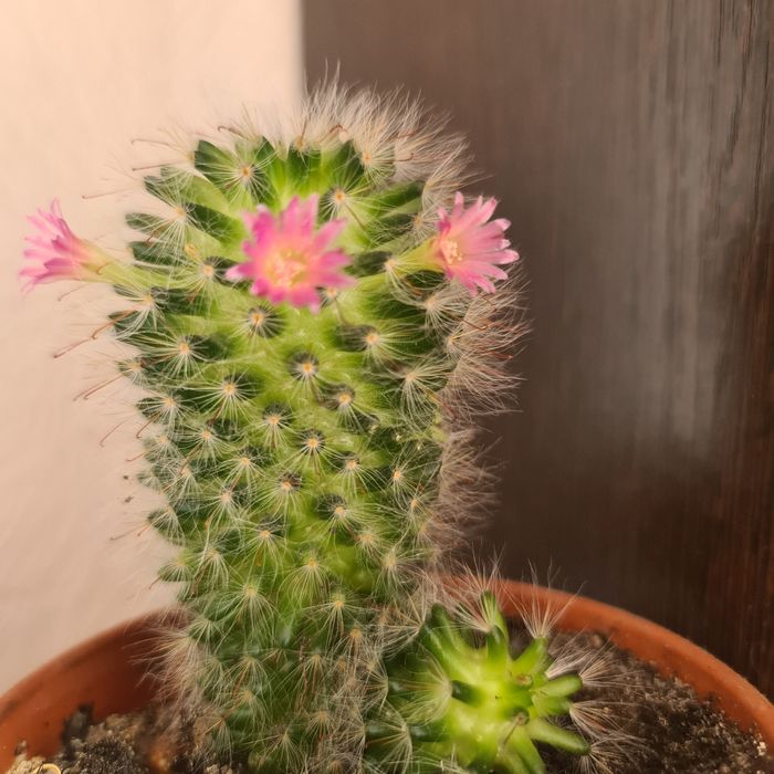 Кактусы  для дома