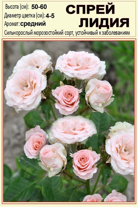 Atirgul ko'chatllariga zakaz olamiz gul biznesiga qiziqadiganlla uchun