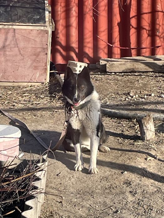 Лайка   сатылады