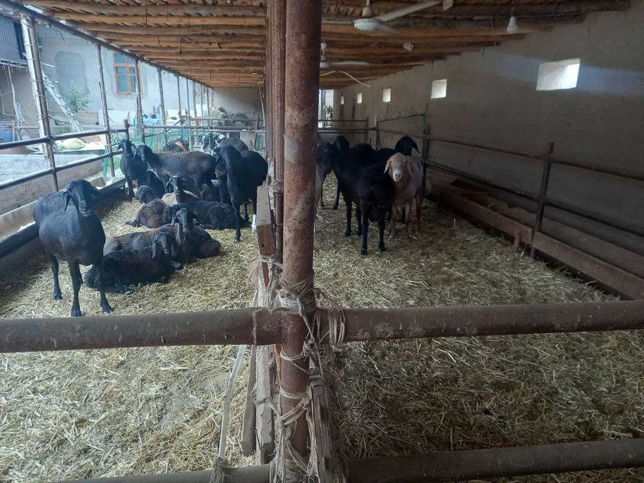 Ферма сотилади! Тошкент туманида (ориентир Сарке махалла)