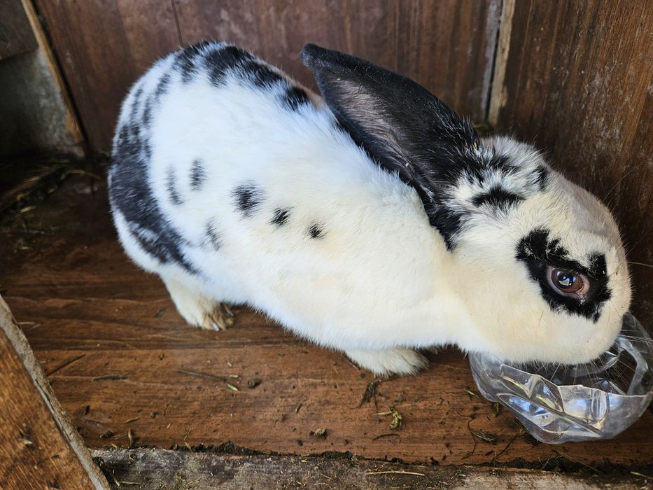 Кролики домашние