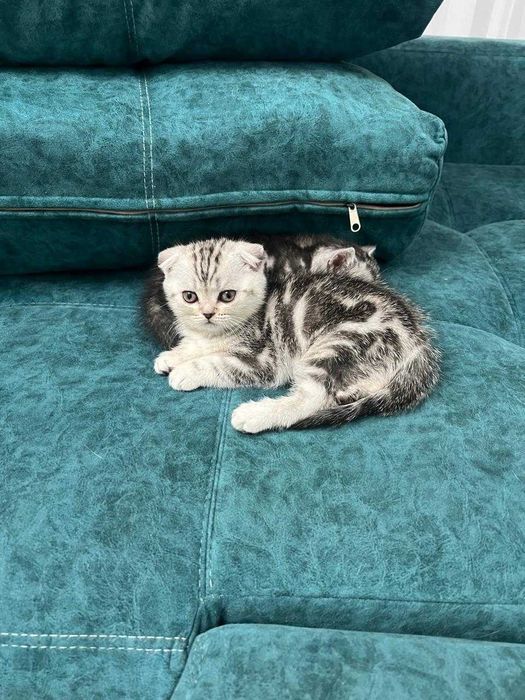 Котята шотландские